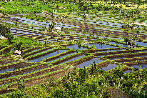 terrace farming - rice paddies - bali (indonesia), agriculture, bali, flooded rice field, flooded rice paddy, huts, landscape, rice fields, rice paddies, terrace farming, terraced fields