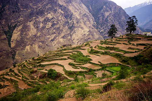 terraced fields - dhauliganga valley (india), agriculture, dhauliganga valley, landscape, mountains, terrace farming, terraced fields