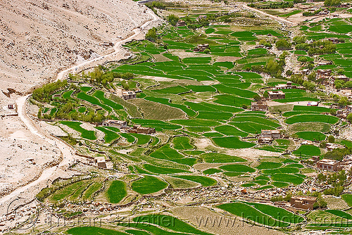 terraced fields, upper chemrey valley - road to pangong lake - ladakh (india), aerial photo, agriculture, chemrey valley, dry stone walls, ladakh, rice fields, rice paddies, terrace farming, terraced fields