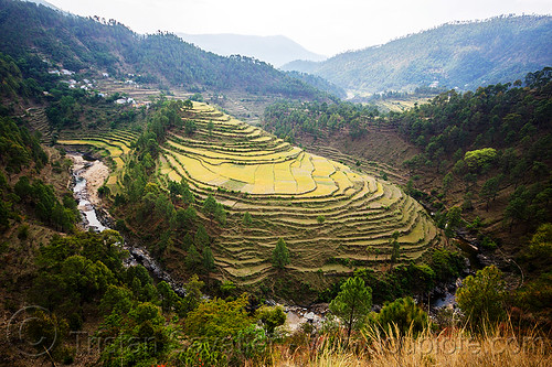 terraced rice fields in a river bend (india), agriculture, bend, forest, landscape, rice fields, rice paddies, river, terrace farming, terraced fields, valley, village