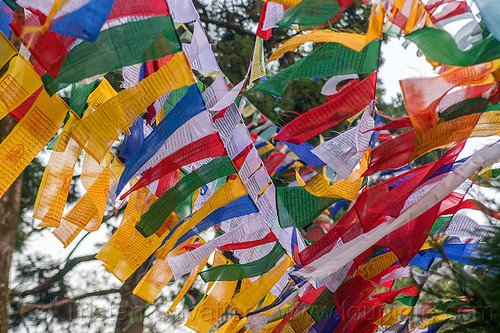 tibetan prayer flags (india), buddhism, darjeeling, observatory hill, prayer flags, tibetan, trees