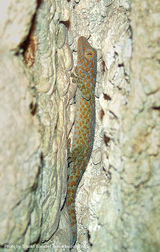 tokay gecko in cave, gekko gecko, tokay gecko, wildlife