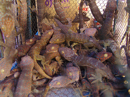 tokay geckos in cage - on sale at market (vietnam), animal expoitation, cage, chợ đồng xuân, dong xuan market, gekko gecko, hanoi, tokay geckos, wildlife