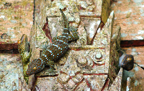 tokay geckos in temple, gekko gecko, luang prabang, pak ou caves temples, tokay geckos, wildlife