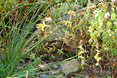 tortoise hiding in grass, camouflage, grass, hidden, hiding, tortoise, turtle, wildlife