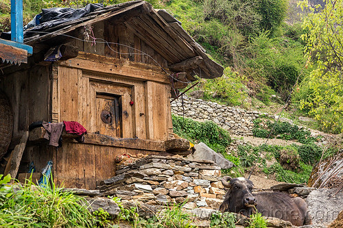 traditional wooden house in himalayan village (india), cabin, cow, house, janki chatti, village, water buffalo, wooden