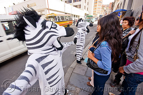 traffic zebras - la paz (bolivia), bolivia, cnn ireport, costume, la paz, pedestrian crossing, traffic zebra
