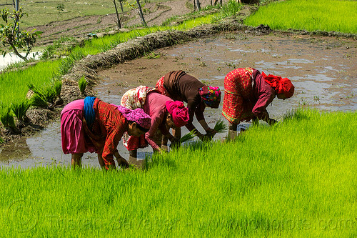 transplanting rice (nepal), agriculture, rice fields, rice nursery, rice paddies, rice paddy fields, terrace farming, terraced fields, transplanting rice, women, working