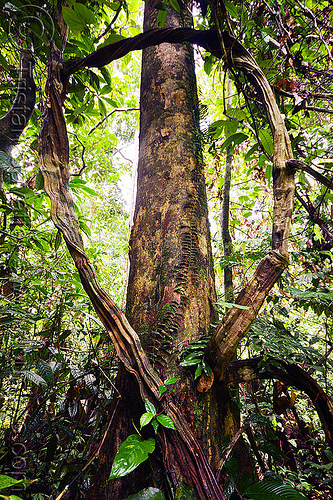 tree and liana in rain forest, backlight, borneo, jungle, liana, loop, malaysia, plants, rain forest, sepilok orang utan sanctuary, tree trunk