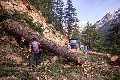 tree logging - tree log - gangotri road (india), bhagirathi valley, lumberjacks, men, mountain road, mountains, rolling, tree log, tree logging, trunk, workers, working