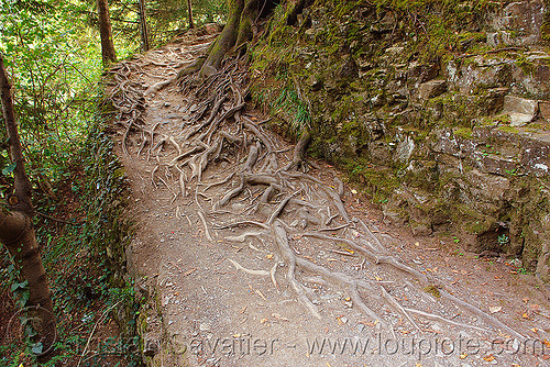 tree roots on foot trail, forest, sumela, sümela monastery, trabzon, trail, tree roots