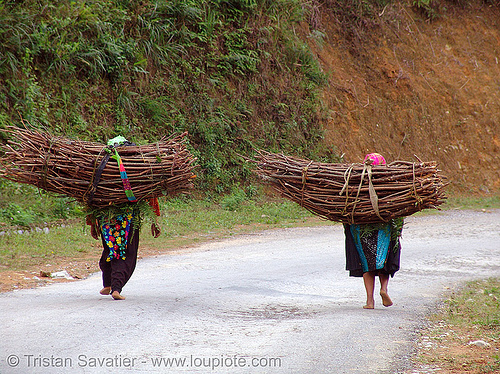 tribe girls carrying wood bundles - vietnam, children, girls, green hmong, hill tribes, hmong tribe, indigenous, kids, road, wood bundles
