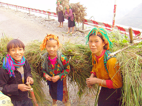 tribe kids carrying grass - vietnam, boys, children, colorful, girls, hill tribes, indigenous, kid, little girl, road