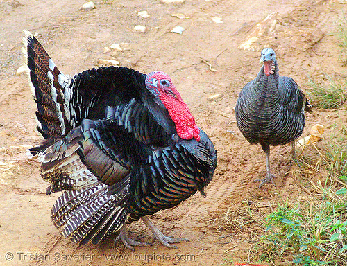 turkey birds - couple - male & female, bronze turkey, courtship, domestic turkey, galliformes, gobbler, hen, meleagris gallopavo, poultry, turkey birds