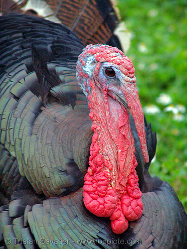 turkey wattle - caruncle, bird, bronze turkey, caruncle, courtship, domestic turkey, galliformes, gobbler, head, meleagris gallopavo, poultry, red, turkey birds, wattle