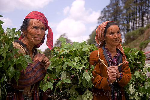 two women carying leaves - jalori pass (india), indian woman, indian women, jalori pass, jalorila, leaves