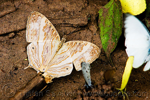 unidentified butterfly - light brown with beautiful patterns (laos), butterfly, insect, wildlife