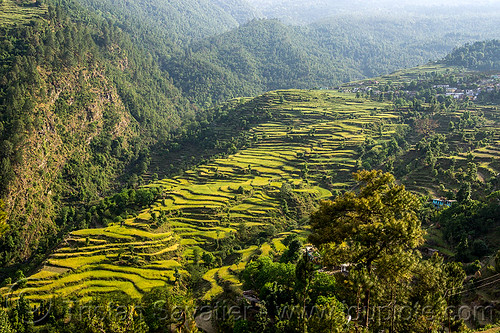 valley slope with terraced rice fields (india), agriculture, landscape, pindar valley, rice fields, rice paddies, slope, terrace farming, terraced fields