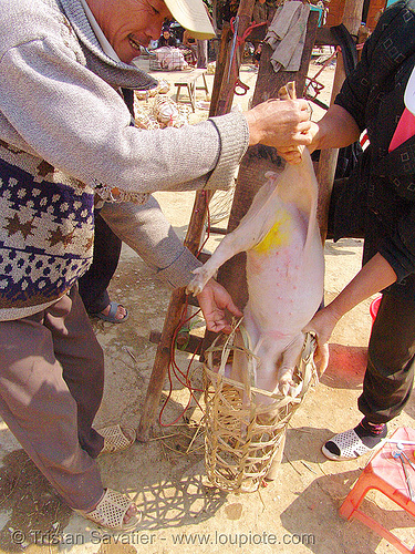 veterinarian spays a female piglet - 10 of 13 - vietnam, neutering, pig, piglet, pink, spay, spaying, surgery, veterinarian, veterinary