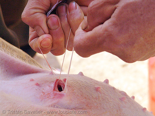 veterinarian spays a female piglet - 7 of 13 - vietnam, neutering, nipples, pig, piglet, pink, spay, spaying, surgery, veterinarian, veterinary