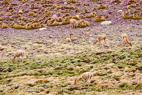 vicuñas grazing (argentina), abra el acay, acay pass, argentina, grazing, herd, noroeste argentino, vicugna vicugna, vicugnas, vicuñas, vigognes, wild, wildlife