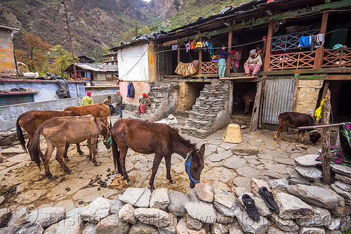 village house and horses (india), horses, house, janki chatti, mountains, village