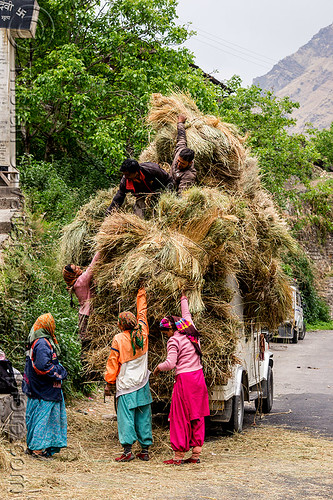 villagers loading hay on mahendra jeep (india), car, cargo, dhauliganga valley, freight, hay, indian women, jeep, load, loading, mahindra, men, mountains, overloaded, raini chak lata, road