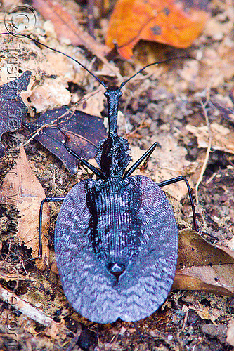 violin beetle - mormolyce phyllodes, borneo, gunung mulu national park, insect, malaysia, mormolyce phyllodes, violin beetle, wildlife