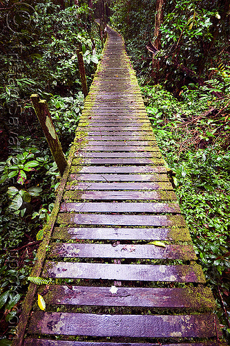 walkway in the jungle - niah caves (borneo), borneo, gua niah, jungle, malaysia, mossy, niah caves, pathway, rain forest, slippery, vanishing point, walkway, wood