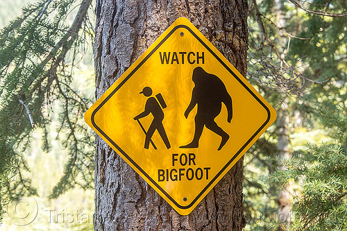 watch for bigfoot - sign, bigfoot, caution, forest, hiking, sasquatch, sign, tree, trekking, trunk, warning, wilderness, yellow