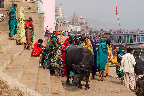 water buffalo and hindu pilgrims on a ghat - varanasi (india), ganga, ganges river, ghats, river bank, sarees, saris, stairs, steps, street cow, varanasi, water buffalo, women