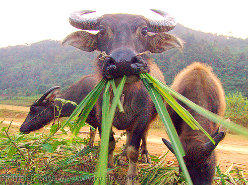 water buffalo cow eating grass, chewing, cow nose, cow snout, eating, water buffaloes