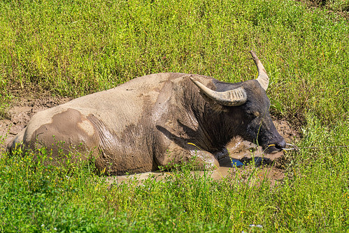 water buffalo laying in mud, cow, field, grass, laying, mud, muddy, tana toraja, water buffalo