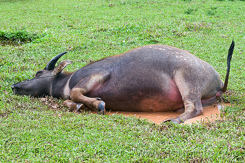 water buffalo mud bath, borneo, cow, grass field, grassland, laying down, malaysia, mud bath, puddle, resting, tail, water buffalo