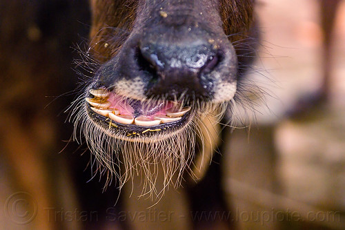 water buffalo nose and teeth (india), cow, head, incisors, nose, snout, teeth, water buffalo