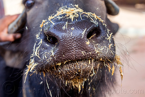 water buffalo snout with hay (india), cow nose, cow snout, dirty nose, hay, head, water buffalo