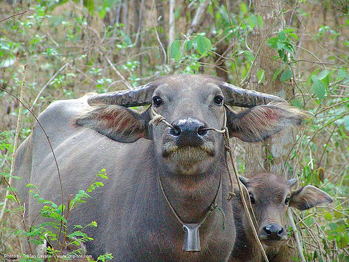 water buffaloes - cow and calf - thailand, baby cow, calf, cow bell, water buffaloes
