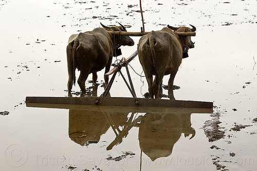 water buffaloes in flooded paddy field, agriculture, cows, draft animals, draught animals, flooded rice field, flooded rice paddy, flores island, landscape, rice fields, rice paddies, rice paddy fields, terrace farming, terraced fields, water buffaloes
