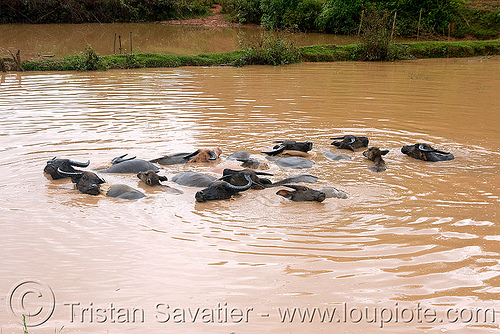 water buffaloes swimming in muddy pond, cows, mud, muddy water, pond, swimming, water buffaloes