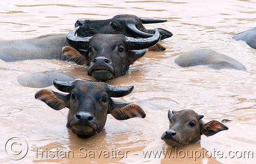 water buffaloes swimming in muddy pond, baby animal, baby cow, calf, cows, mud, muddy water, pond, swimming, water buffaloes