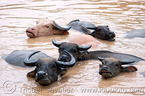 water buffalos swimming in muddy water, albino, cows, mud, muddy water, pond, swimming, water buffaloes