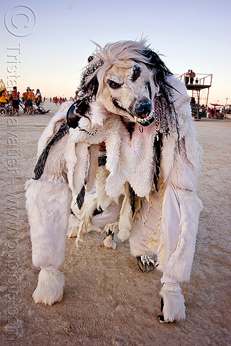 white wolf costume, attire, burning man outfit, mask, taxidermed, taxidermied, taxidermy, white wolf, wolf costume