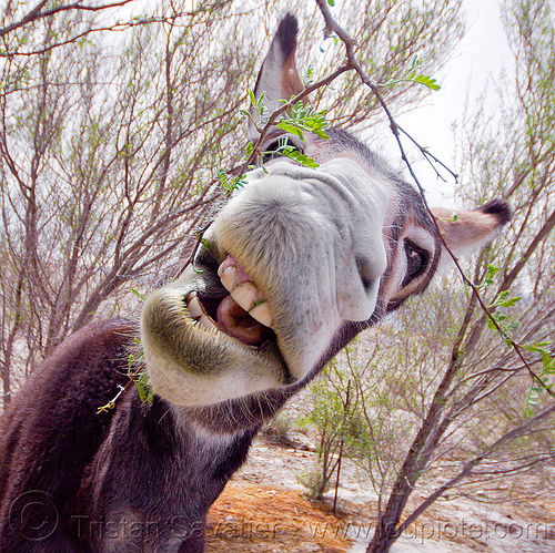 wild burro eating bush, asinus, bushes, donkey, eating, equus, feral, head, snout, teeth, trees, wild burro, wildlife