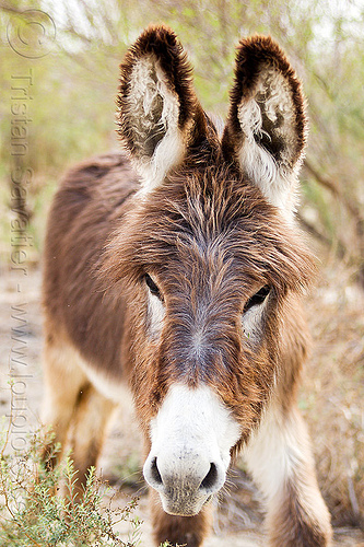 wild death valley burro, asinus, donkey, equus, feral, fur, furry, hairy, head, wild burro, wildlife