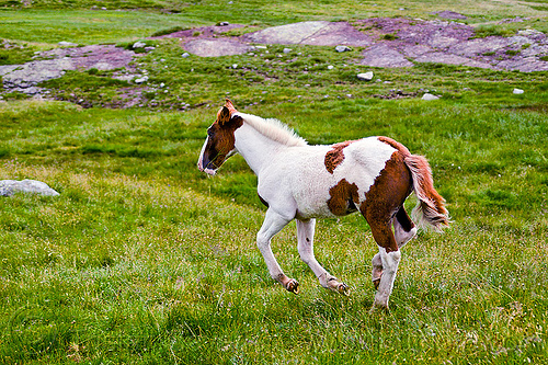 wild foal running, baby animal, baby horse, feral horse, foal, grass field, grassland, pinto coat, pinto horse, white and brown coat, wild horse