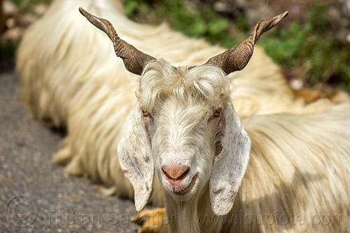 wild himalayan long-haired goat, capra aegagrus hircus, changthangi, pashmina, wild goats, wildlife