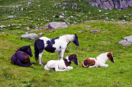 wild horses - foals, baby animal, baby horse, feral horses, foals, grass field, grassland, laying down, pinto coat, pinto horse, resting, white and black coat, white and brown coat, wild horses