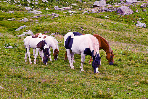 wild horses grazing in mountain meadow, baby horse, feral horses, foals, grass field, grassland, grazing, pinto coat, pinto horse, white and black coat, white and brown coat, wild horses