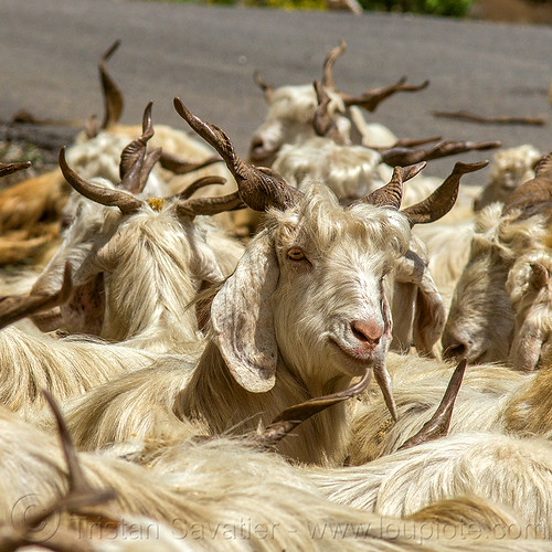 wild long-haired goats, capra aegagrus hircus, changthangi, herd, pashmina, wild goats, wildlife