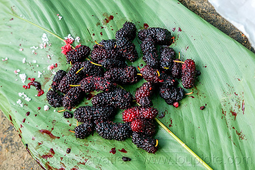 wild mulberries (india), berries, east khasi hills, food, fruits, leaf, mawlynnong, meghalaya, morus, mulberries